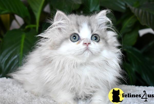 thechubbyfacedcat Picture 3